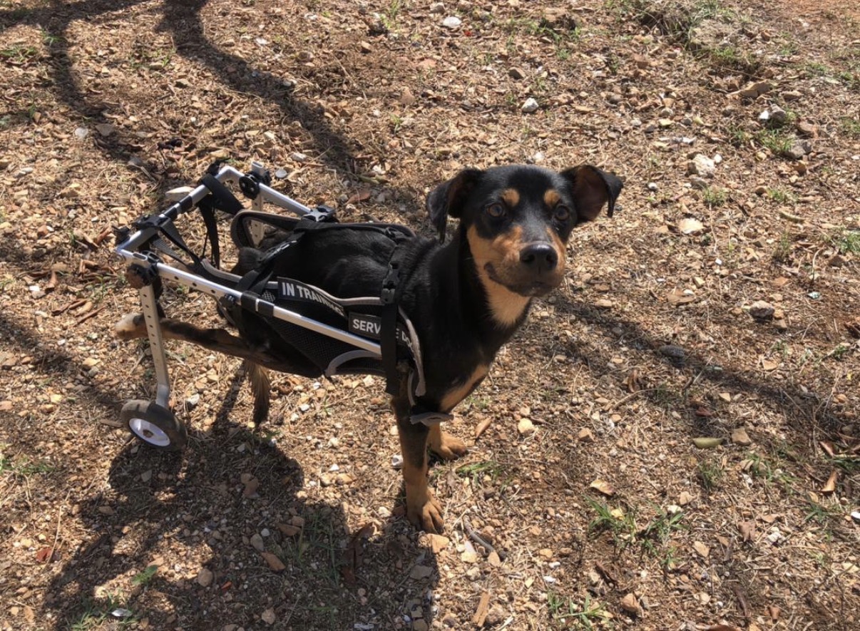 Un chien handicapé de Cuba image QUEBAAC.jpg
